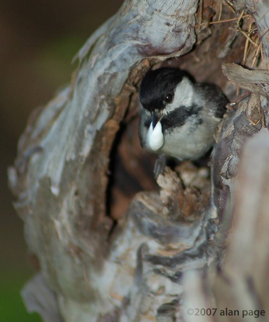 (bank?) swallow takes out the trash by alanpage is licensed under CC BY-NC-ND 2.0